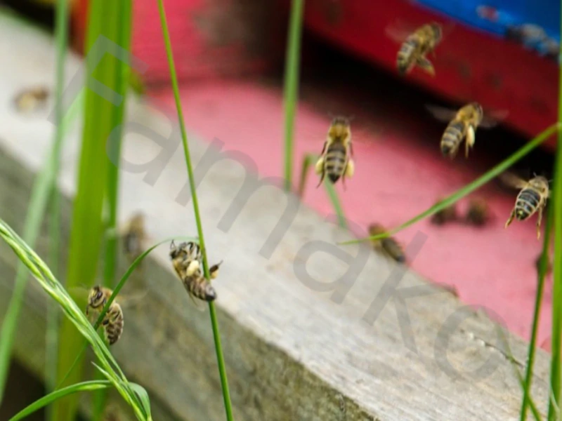 Včelí květový pyl rouskovaný - 100g