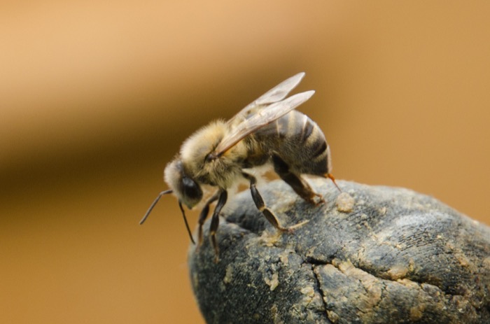 Mast s apisinem - včelím jedem, malé balení - 20g